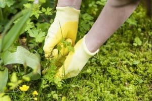 pulling weeds