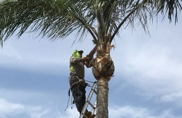 Tree Care